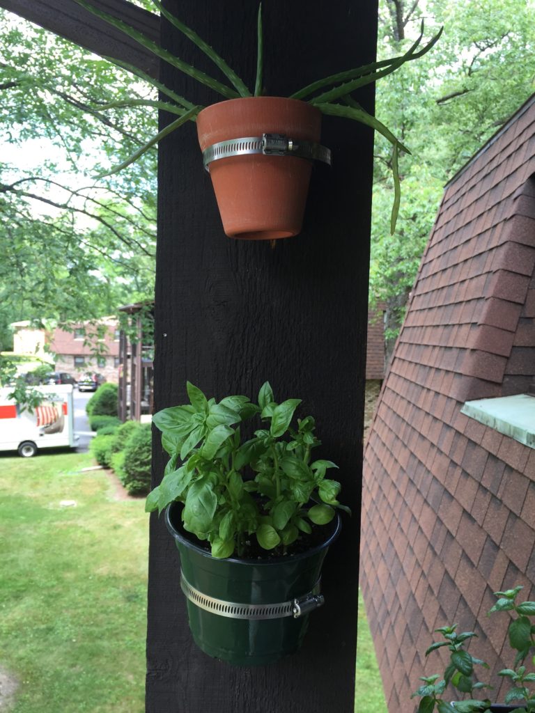 Hose clamps as plant holders to maximize balcony space.